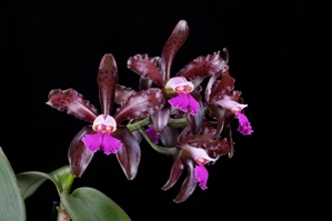 Cattleya Mareeba Tiger Gayle HCC/AOS 77 pts. inflor